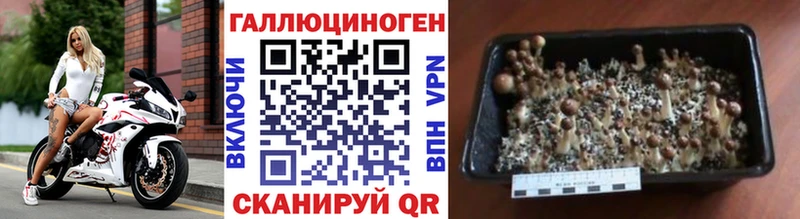 закладки  Белозерск  Галлюциногенные грибы Psilocybe 